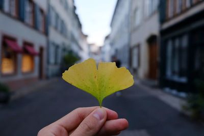 Cropped image of person holding leaf on street