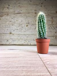 Close-up of cactus plant on hardwood floor against wall