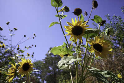 Low angle view of sunflower against sky