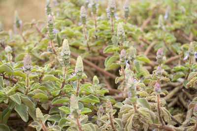 Close-up of plants growing on field