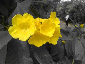 Close-up of yellow flower