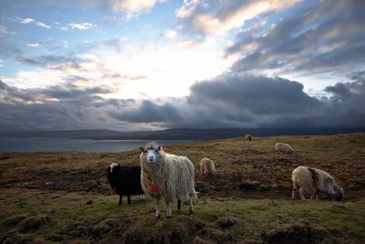 Sheep in a field