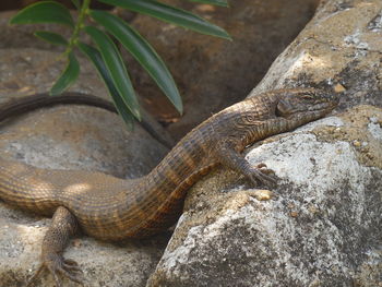 Close-up of lizard