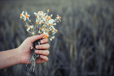 Close-up of hand holding flowering plant