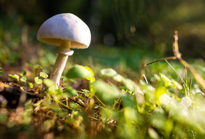 Close-up of mushroom growing on field