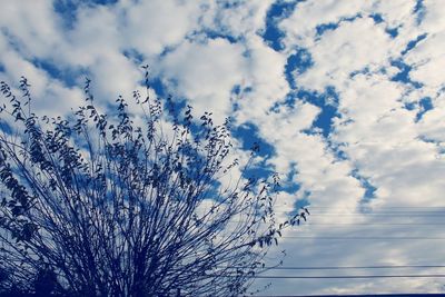 Low angle view of tree against sky