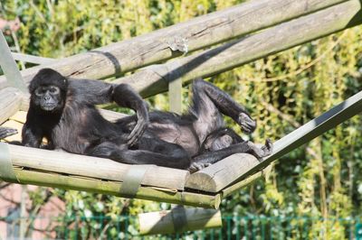 Monkey sitting in a zoo