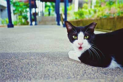 Close-up portrait of cat