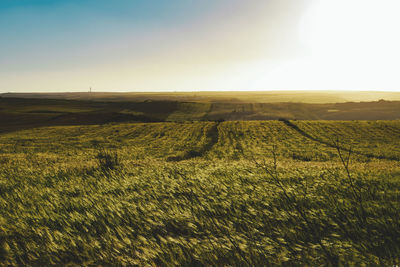 Scenic view of agricultural field against sky