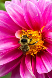 Close-up of bee pollinating on pink flower