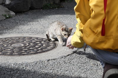 Young street cat is fed from a female with yellow outdoor jacket