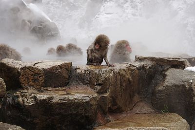 Monkeys in hot spring during winter