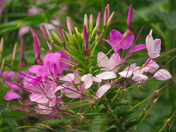 Close-up of pink flowering plant