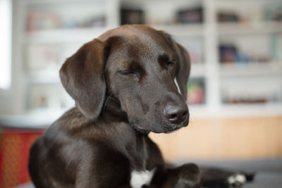 Close-up of dog looking away at home