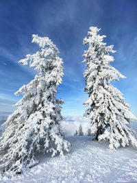 Low angle view of snow covered pine tree