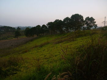 Scenic view of field against clear sky