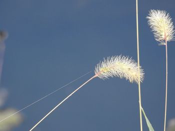 Low angle view of dandelion against sky