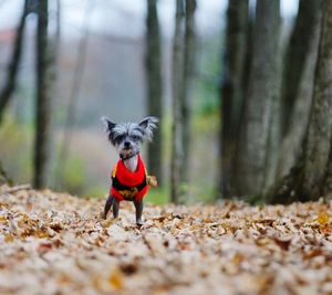 Dog in forest