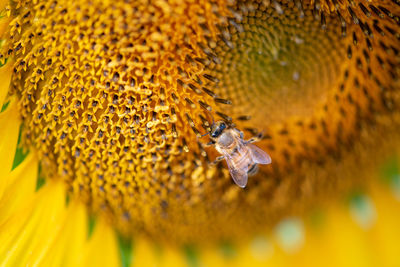 Close-up of bee pollinating on flower