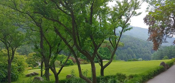 Scenic view of trees on field