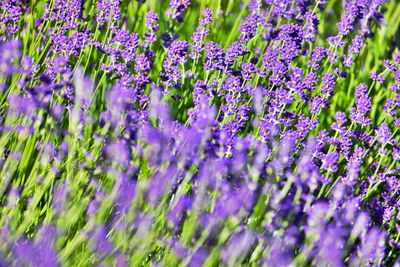 Close-up of purple flowering plants on field