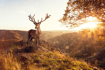 View of deer on landscape against sky