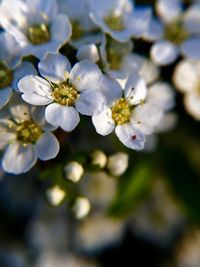 Close-up of white flowers