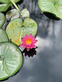 Close-up of lotus water lily in pond