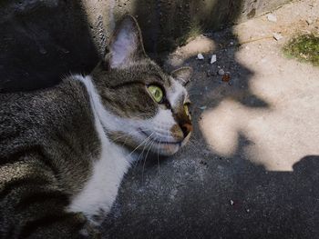 Close-up portrait of a cat