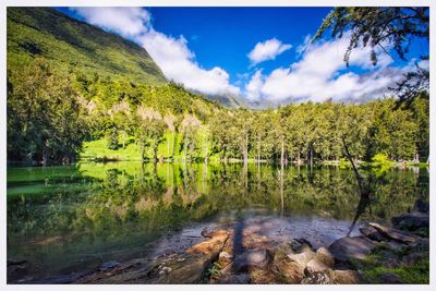 Scenic view of river amidst trees in forest against sky