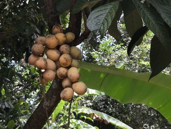 Fruits growing on tree