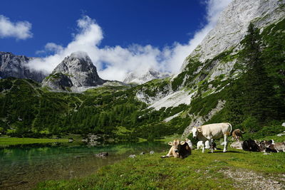 Lake view in the alps