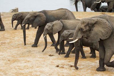 Elephants drinking water