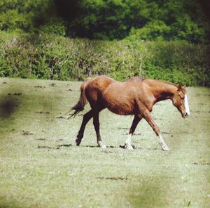 Side view of horse running on field