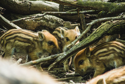 View of a cat resting on tree