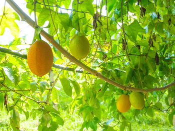 Low angle view of fruits on tree