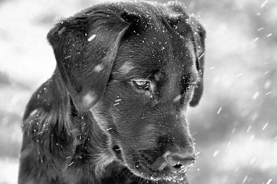 Close-up of dog during snowfall