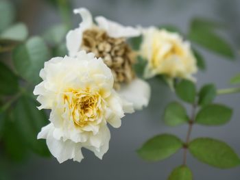 Close-up of yellow flower blooming outdoors