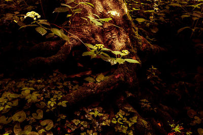 Plant growing on tree trunk