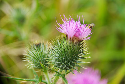 Close-up of thistle