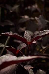 Close-up of raindrops on red leaves
