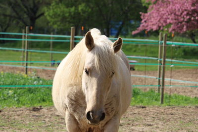 View of a horse on field