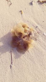 Close-up of seashells