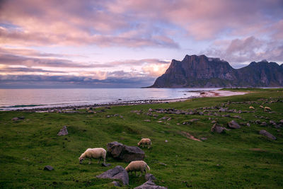Flock of sheep on sea shore by mountains against sky during sunset, lofoten, norway