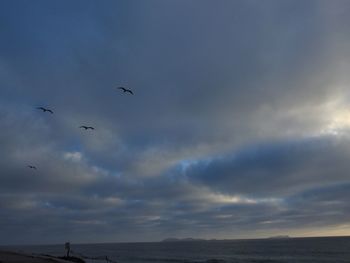 Low angle view of birds flying in sky