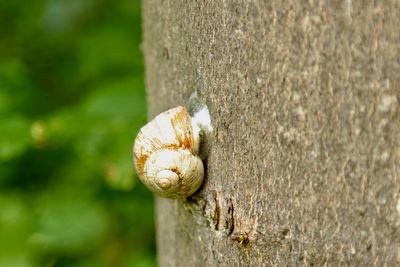 Close-up of snail on tree trunk