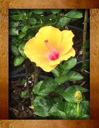 Close-up of flowers blooming on plant