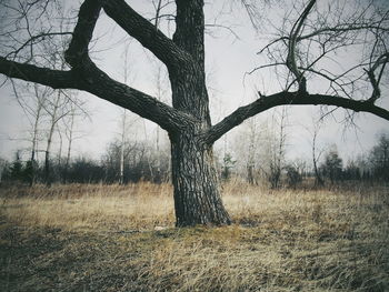 Bare tree on field against sky