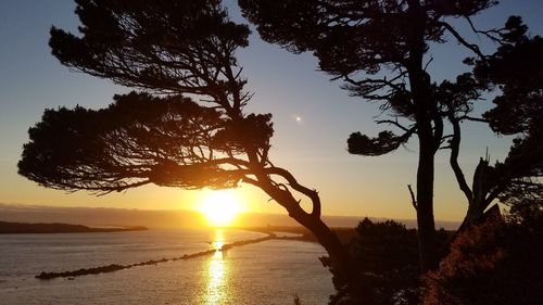 Silhouette trees on beach against sky during sunset