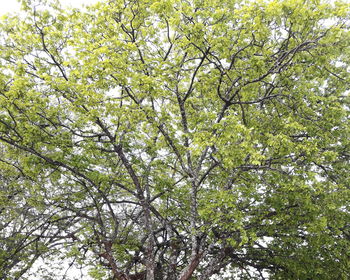 Low angle view of flower tree